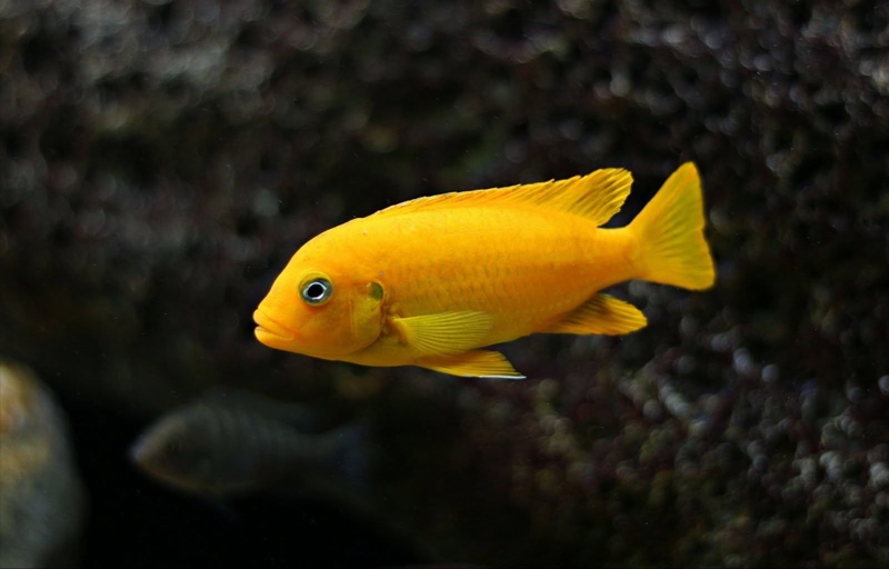 Maylandia sp. 'msobo' Magunga